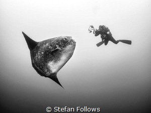 The Kiss. Southern Ocean Sunfish - Mola ramsayi. Gilli Mi... by Stefan Follows 